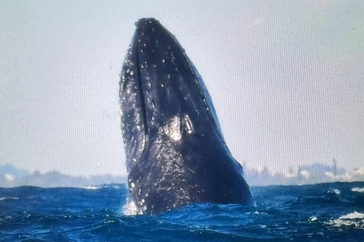 Crucero de avistamiento de ballenas Noosa – Aventura de ballenas jorobadas