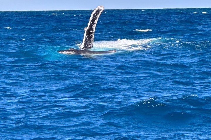 Crucero de avistamiento de ballenas Noosa – Aventura de ballenas jorobadas