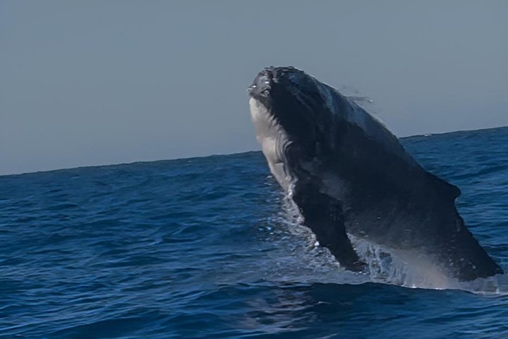 Crucero de avistamiento de ballenas Noosa – Aventura de ballenas jorobadas