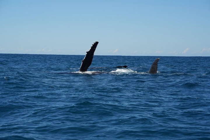 Crucero de avistamiento de ballenas Noosa – Aventura de ballenas jorobadas