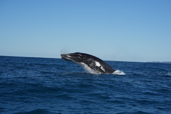 Crucero de avistamiento de ballenas Noosa – Aventura de ballenas jorobadas