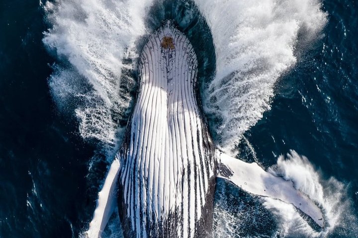 Crucero de avistamiento de ballenas Noosa – Aventura de ballenas jorobadas