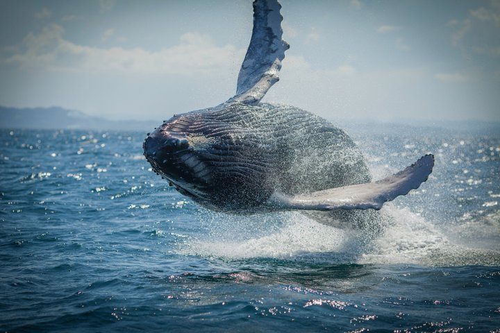 Crucero de avistamiento de ballenas Noosa – Aventura de ballenas jorobadas