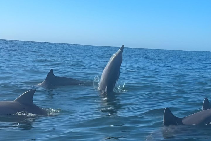 Crucero de avistamiento de ballenas Noosa – Aventura de ballenas jorobadas