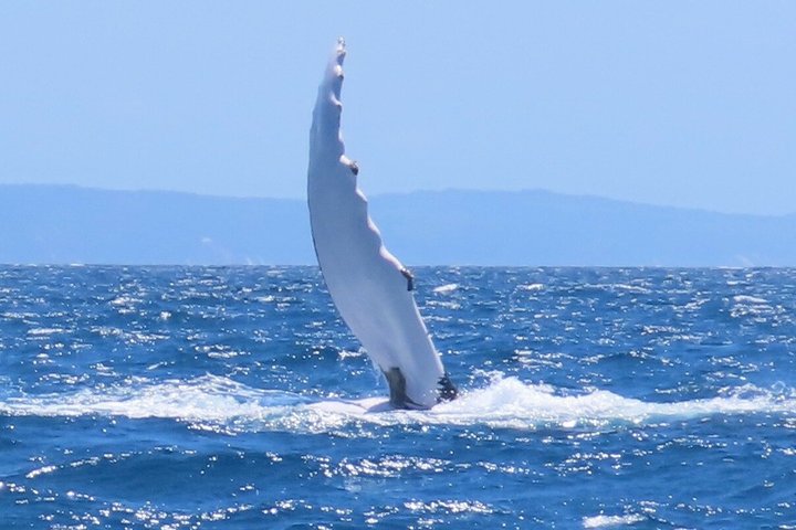 Crucero de avistamiento de ballenas Noosa – Aventura de ballenas jorobadas