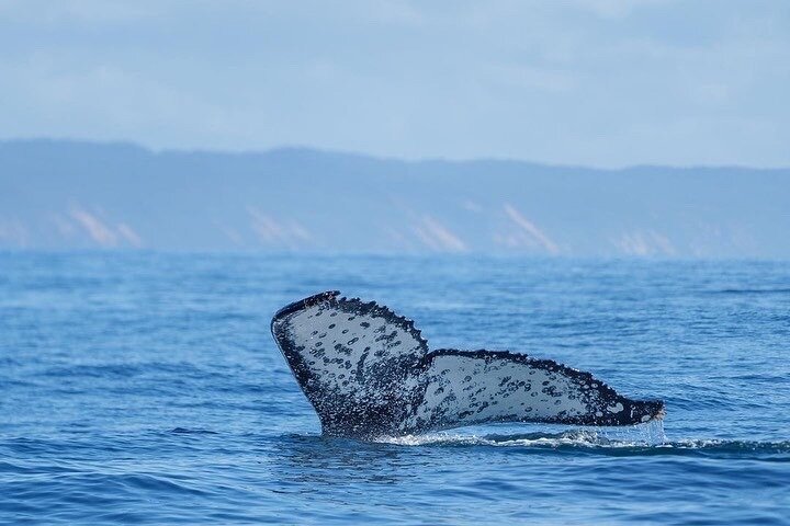 Crucero de avistamiento de ballenas Noosa – Aventura de ballenas jorobadas