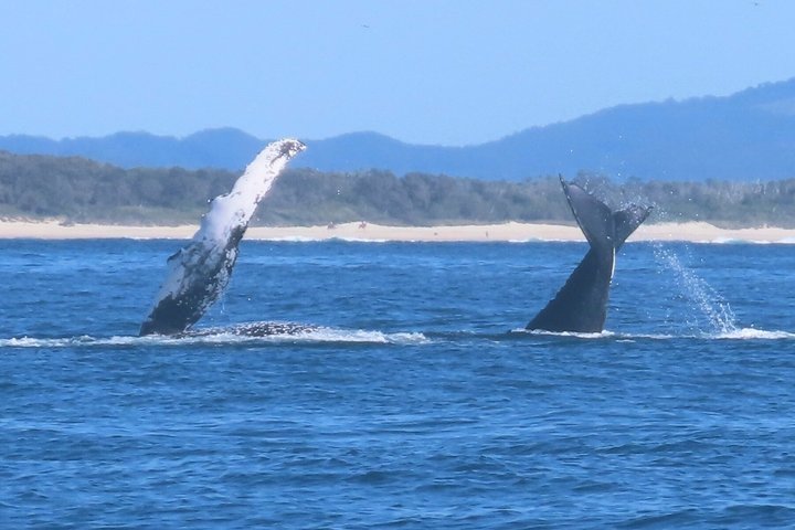 Crucero de avistamiento de ballenas Noosa – Aventura de ballenas jorobadas