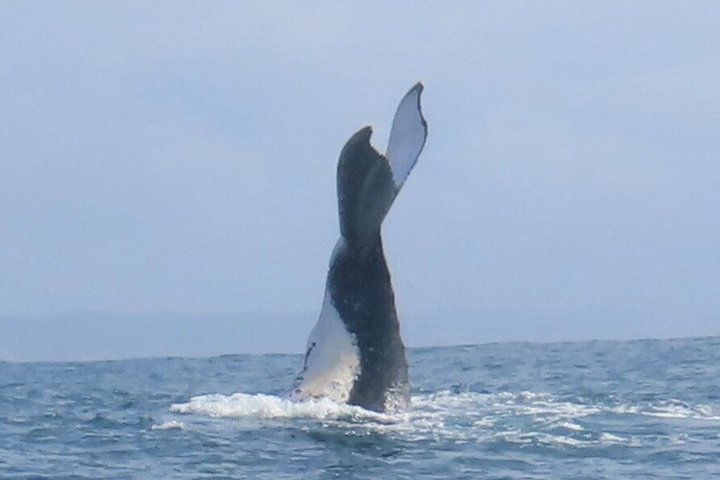 Crucero de avistamiento de ballenas Noosa – Aventura de ballenas jorobadas