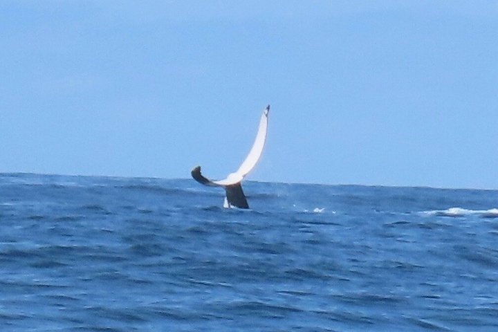 Crucero de avistamiento de ballenas Noosa – Aventura de ballenas jorobadas