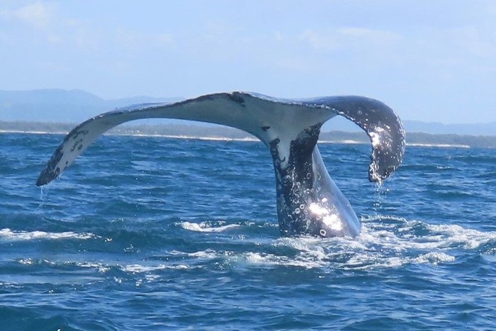 Crucero de avistamiento de ballenas Noosa – Aventura de ballenas jorobadas