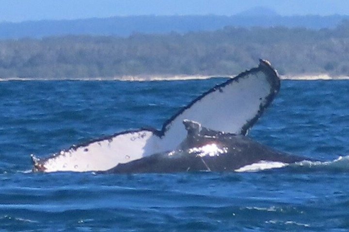 Crucero de avistamiento de ballenas Noosa – Aventura de ballenas jorobadas