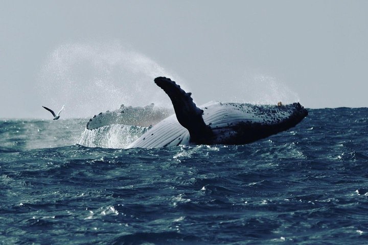 Crucero de avistamiento de ballenas Noosa – Aventura de ballenas jorobadas