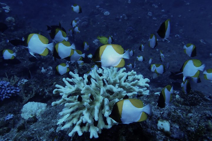 Ishigaki Island, Okinawa: Let's Go See Noctiluca!Night Snorkeling Tour