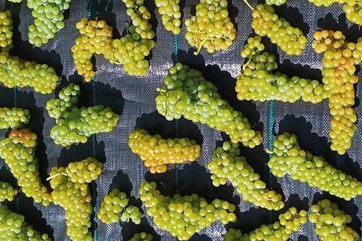 Samos : degustazione di vini presso l'azienda biologica Kostaki