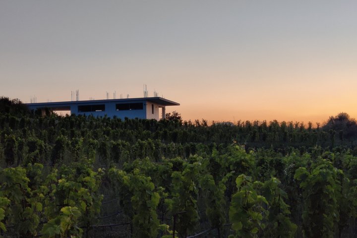 Samos : degustazione di vini presso l'azienda biologica Kostaki