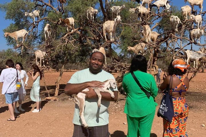 Agadir 3 - in - 1 Tour : Capre sugli alberi Souk El Had Crocoparc Biglietti