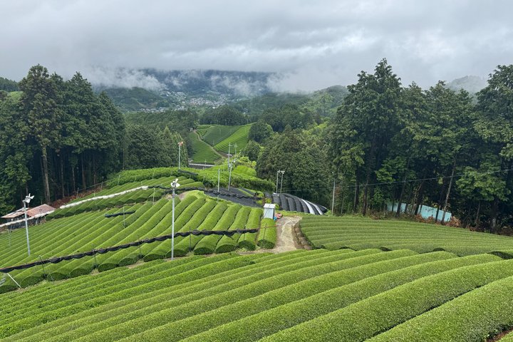 Uji og Wazuka Matcha gård halvdag privat guidet tur