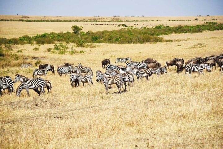 Daressalam : 1 - Tagessafari im Mikumi Nationalpark mit kostenloser Abholung