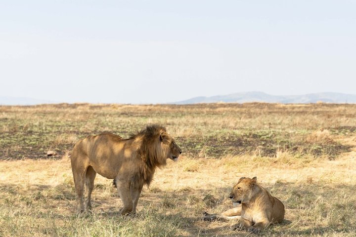 Daressalam : 1 - Tagessafari im Mikumi Nationalpark mit kostenloser Abholung