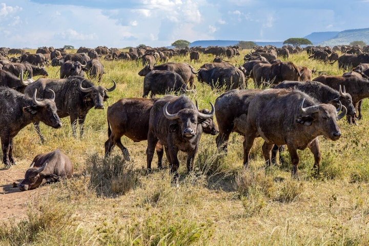 Daressalam : 1 - Tagessafari im Mikumi Nationalpark mit kostenloser Abholung