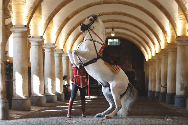 Ridsport Show Royal Stables of Córdoba