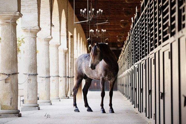 Ridsport Show Royal Stables of Córdoba