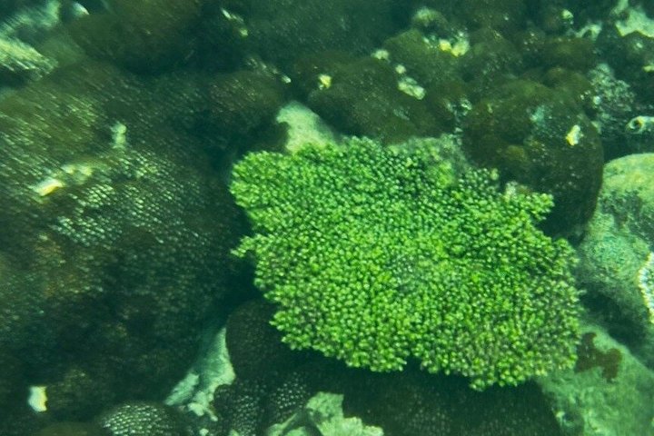 Esperienza di snorkeling di mezza giornata nell'isola di Phu Quoc