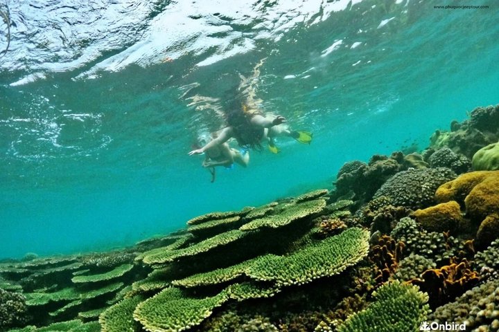 Esperienza di snorkeling di mezza giornata nell'isola di Phu Quoc