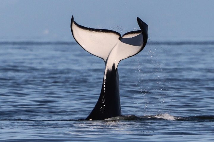 Victoria Aventura de observación de ballenas de medio día con fotos gratis