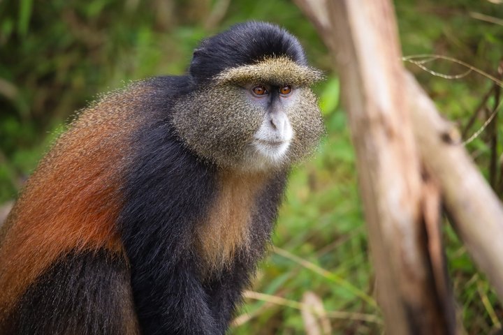 Een dag Golden Monkey Trekking in Volcanoes National Park