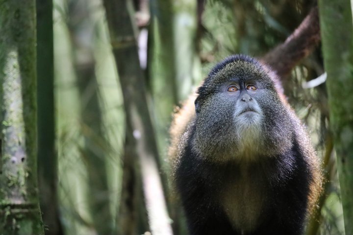 Een dag Golden Monkey Trekking in Volcanoes National Park