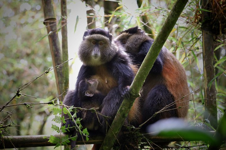 Een dag Golden Monkey Trekking in Volcanoes National Park