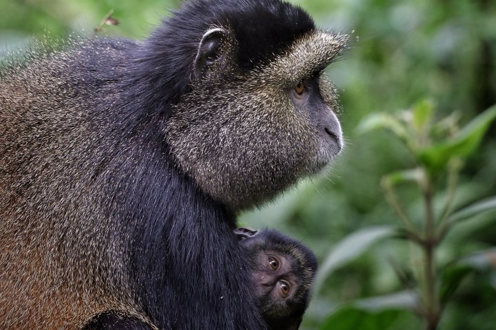Een dag Golden Monkey Trekking in Volcanoes National Park