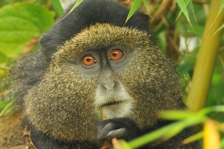 Een dag Golden Monkey Trekking in Volcanoes National Park