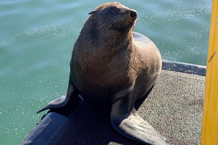 Tafelberg- en Robbeneilandtour met vooraf geboekte tickets
