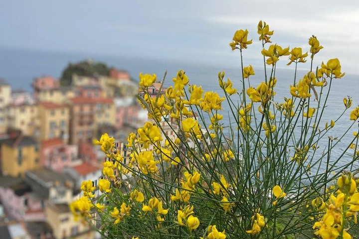 Cinque Terre: Autentisk Pesto matlagingsklasse og vin i Manarola