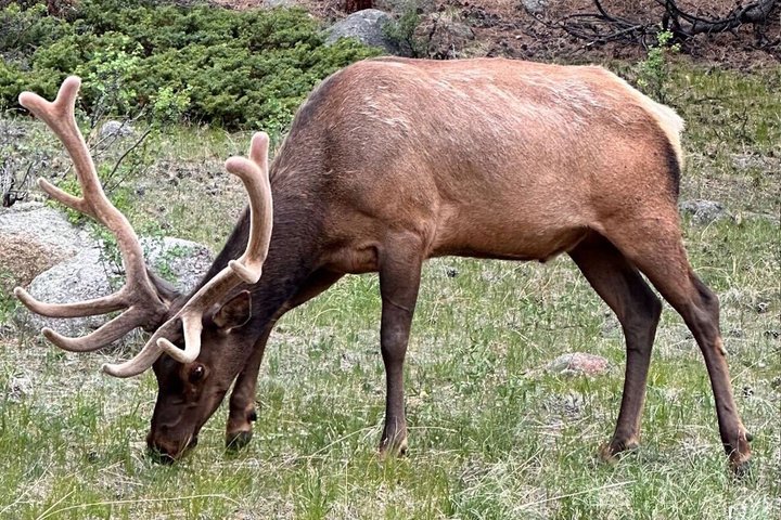 Oppdag Rocky Mountain nasjonalpark - liten gruppe tur og picnic