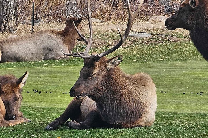 Oppdag Rocky Mountain nasjonalpark - liten gruppe tur og picnic