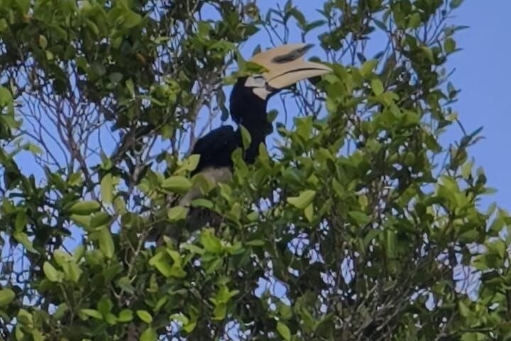 Cruzeiro pelo rio Borneo (Klias) e passeio pelos vaga-lumes