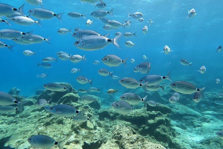 Ontdek Scuba Duiken in Protaras - Privé + Foto's & Video's