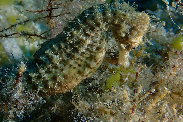 Ontdek Scuba Duiken in Protaras - Privé + Foto's & Video's