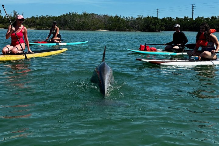 Daytona Beach Delfin & Seekühe Tour – Paddleboard oder Kajak