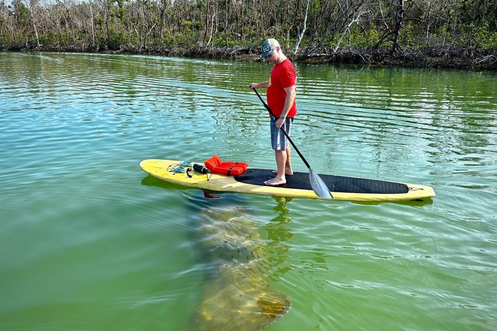 Daytona Beach Delfin & Seekühe Tour – Paddleboard oder Kajak