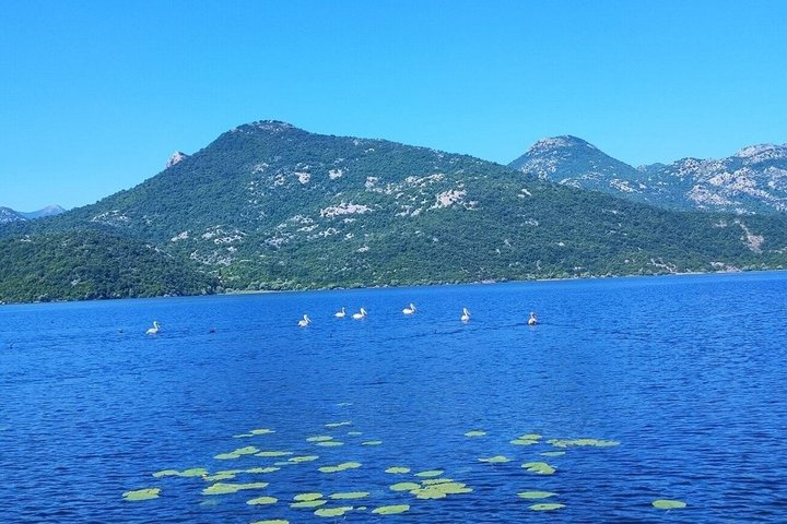Virpazar Skadar Lake Tour in barca con fauna e natura