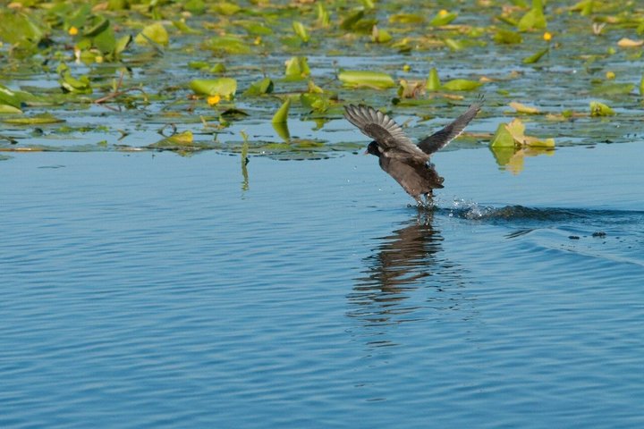 Virpazar Skadar Lake Tour in barca con fauna e natura