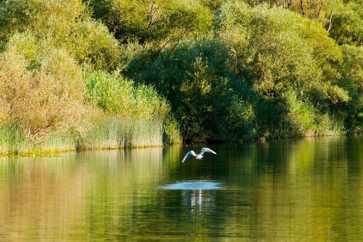 Virpazar Skadar Lake Tour in barca con fauna e natura