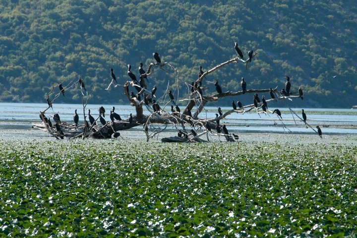 Virpazar Skadar Lake Tour in barca con fauna e natura