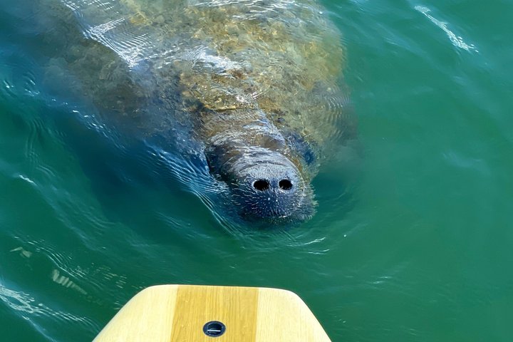 Daytona Beach Delfin & Seekühe Tour – Paddleboard oder Kajak