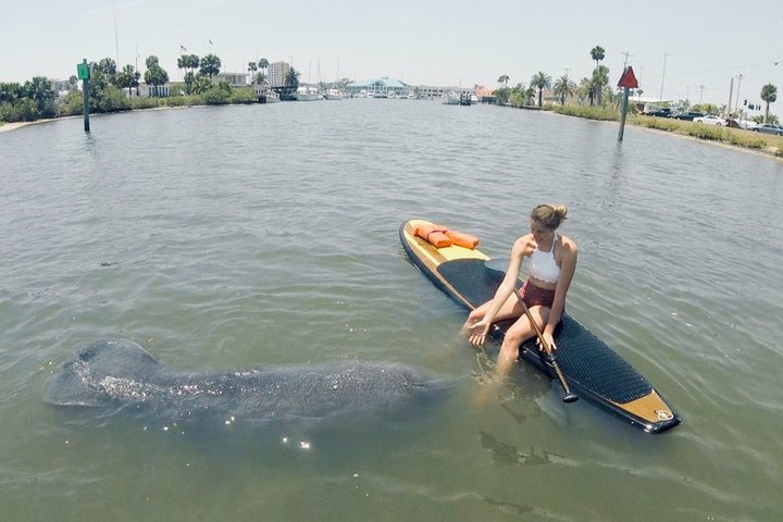 Daytona Beach Delfin & Seekühe Tour – Paddleboard oder Kajak
