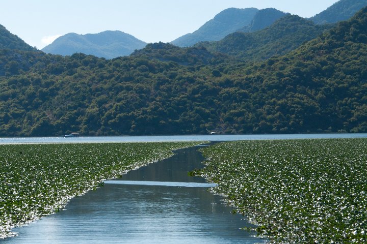 Virpazar Skadar Lake Tour in barca con fauna e natura